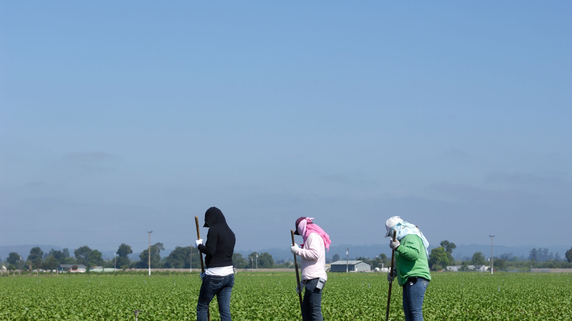 migrant workers three workers working in a farm