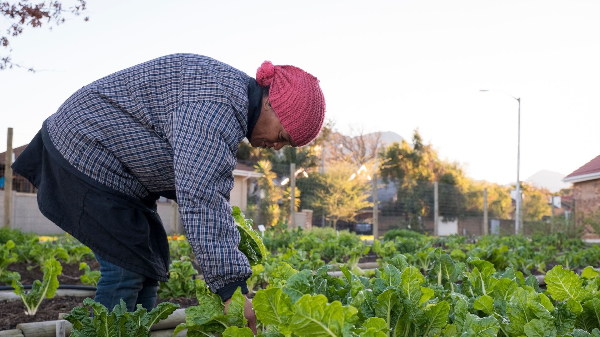 Greenhouse PBLMT a female farm worker working in a farm of vegetables